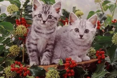 פאזל של Cats