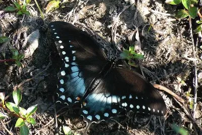 Papilio troilus jigsaw puzzle