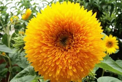 flores