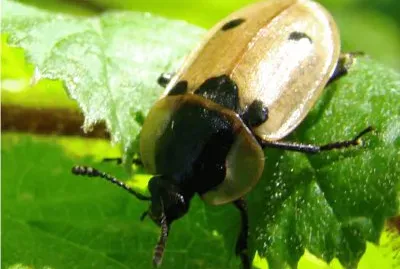 le silphe Ã  quatre points