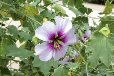 LavatÃ©re jigsaw puzzle