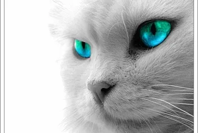 Chat yeux bleus