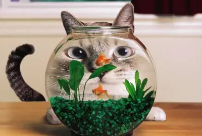 CHAT derriÃ¨re un bocal