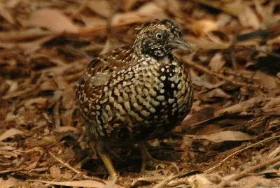 Quaglia tridattila pettonero