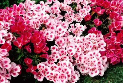 פאזל של Godetia