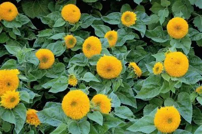 flores