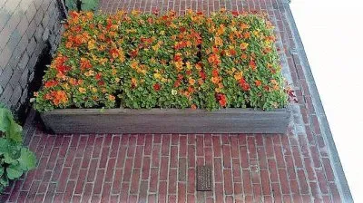 flores jigsaw puzzle