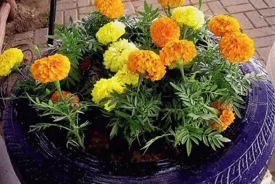 flores jigsaw puzzle