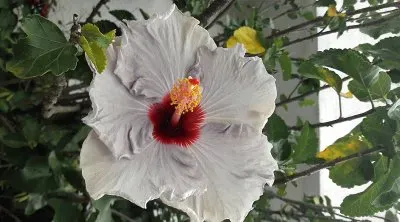 flores jigsaw puzzle