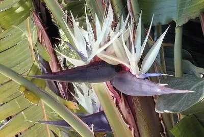Strelitzia