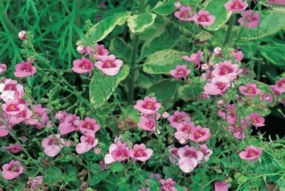 Diascia