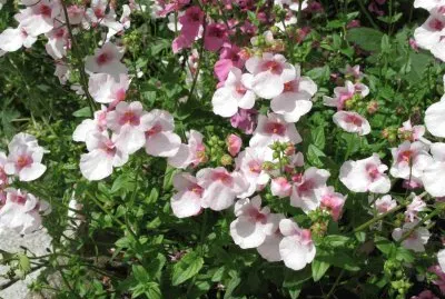 Diascia jigsaw puzzle