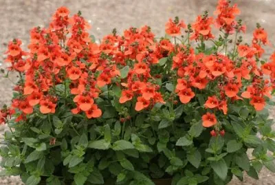 פאזל של Diascia