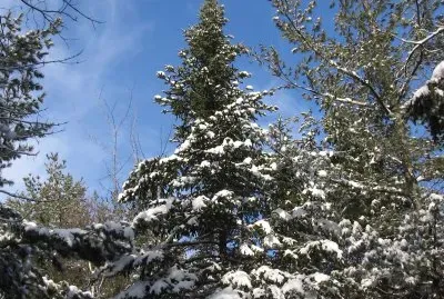 Trees look so pretty with a dusting of snow