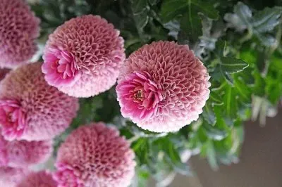 flores jigsaw puzzle