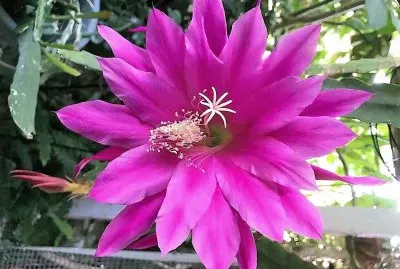 flores