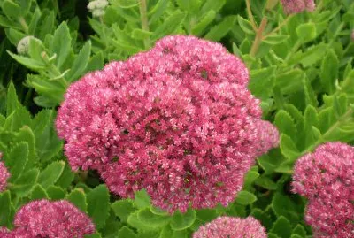 Sedum jigsaw puzzle