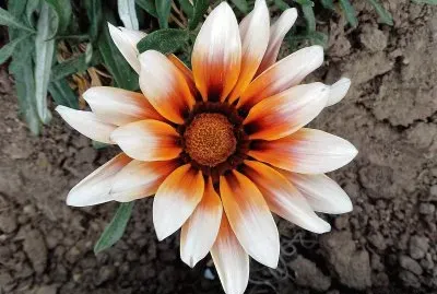 flores jigsaw puzzle