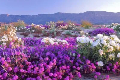 Wild Flowers-Anza-Borrego State Park, CA