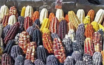 natural jigsaw puzzle