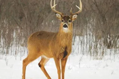 Venado