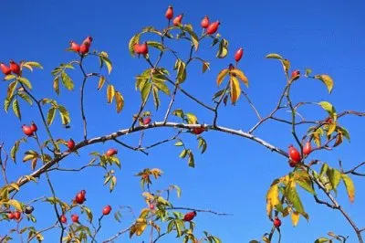 Imagem jigsaw puzzle