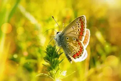 Imagem jigsaw puzzle