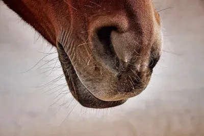 Imagem jigsaw puzzle