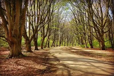 Imagem jigsaw puzzle