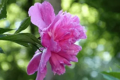 Imagem jigsaw puzzle