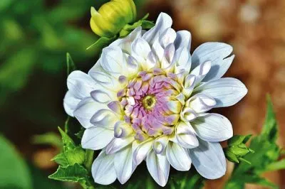 Imagem jigsaw puzzle