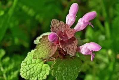 Imagem jigsaw puzzle