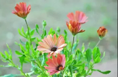 imagem jigsaw puzzle