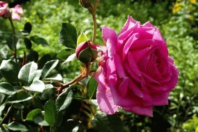 Imagem jigsaw puzzle
