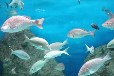 Peces en el Acuario de Veracruz.