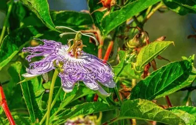 Imagem jigsaw puzzle