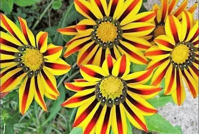 flores jigsaw puzzle