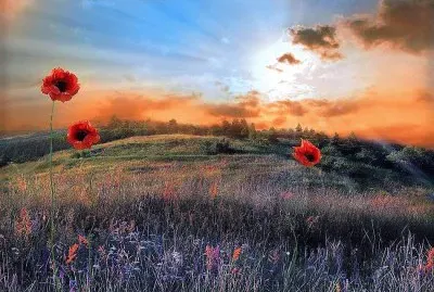flores