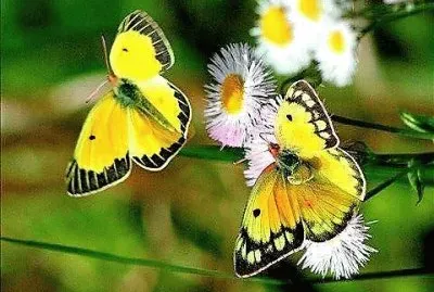 natural jigsaw puzzle