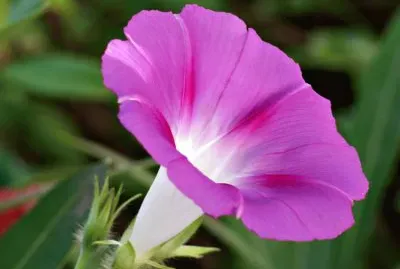 פאזל של IpomÃ©e