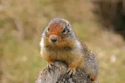 Imagem jigsaw puzzle