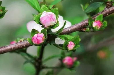 Imagem jigsaw puzzle