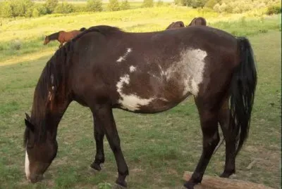 Spanish mustang