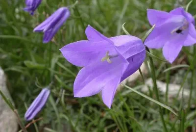 Campanules