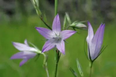 פאזל של Campanules