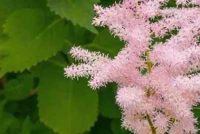 Imagem jigsaw puzzle