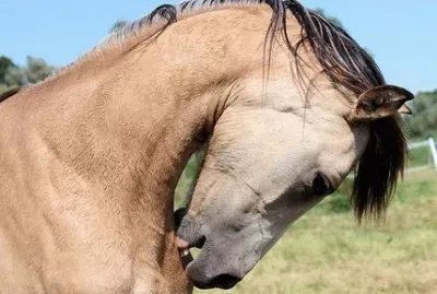 Imagem jigsaw puzzle