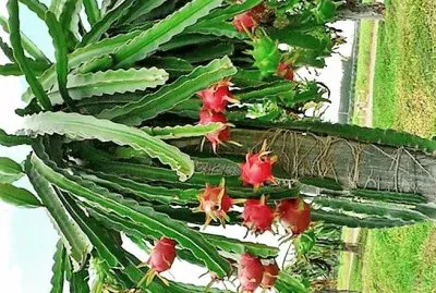 natural jigsaw puzzle