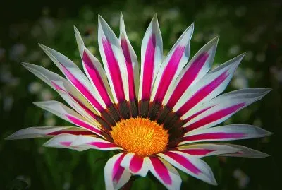 Gazania jigsaw puzzle