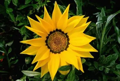 Gazania jigsaw puzzle